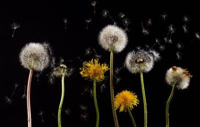 How to Keep Pollen Out of Your Home - Fantastic Gardeners UK - blog.fantasticgardeners.co.uk - Britain