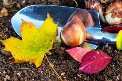 Top Bulb Planting Tips in Autumn - Fantastic Gardeners Blog UK - blog.fantasticgardeners.co.uk - Britain