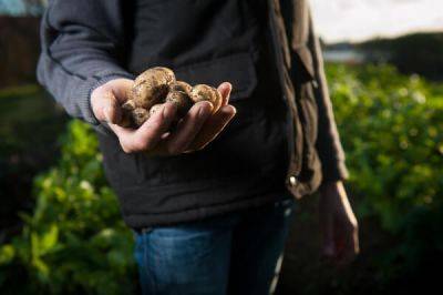 How to Grow Potatoes in Pots - the Ultimate Guide by Fantastic - blog.fantasticgardeners.co.uk - Britain