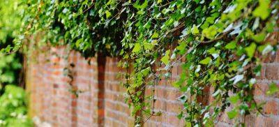 How to Get Rid of Ivy (For Good) - Fantastic Gardeners Blog UK - blog.fantasticgardeners.co.uk - Britain