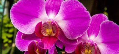 How to Take Care of Orchids - Fantastic Gardeners Guide - blog.fantasticgardeners.co.uk