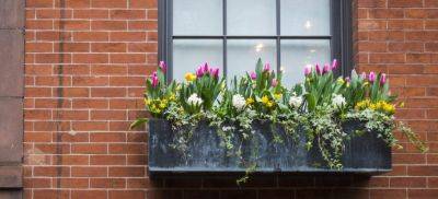 What & How to Plant in Window Boxes? - Fantastic Gardeners UK - blog.fantasticgardeners.co.uk - Britain