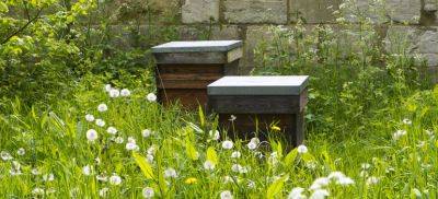 Your Guide to an Allergy-Free Garden - Fantastic Gardeners - blog.fantasticgardeners.co.uk - Britain