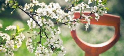 Garden Tips for Early Spring - Fantastic Gardeners Blog - blog.fantasticgardeners.co.uk