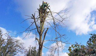 How Much Do Tree Surgeons Charge in UK? - Fantastic Gardeners - blog.fantasticgardeners.co.uk - Britain