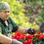 12 Gardening Quotes to Inspire the Gardener in You - blog.fantasticgardeners.co.uk