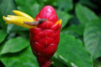 How To Keep Slugs Away From A Vegetable Garden - blog.fantasticgardeners.co.uk