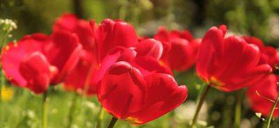 What Flower Matches Your Star Sign? - Fantastic Gardeners - blog.fantasticgardeners.co.uk