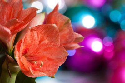 12 Popular Christmas Plants and How to Look After Them - blog.fantasticgardeners.co.uk