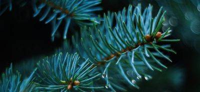 3 Responsible Ways to Dispose of Your Christmas Tree - blog.fantasticgardeners.co.uk