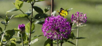How to Start a Butterfly Garden - Guide by Fantastic Gardeners UK - blog.fantasticgardeners.co.uk - Britain