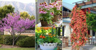 Dallas Plant Zones | 37 Best Plants for Dallas - balconygardenweb.com - Usa - state Texas