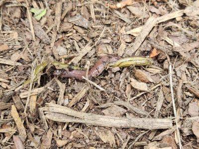 Frequently Asked Questions (FAQs): Hammerhead Worms in South Carolina - hgic.clemson.edu - state North Carolina - state South Carolina
