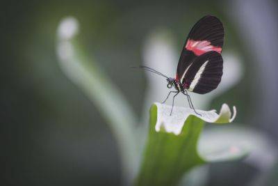 Butterflies Prove Complex Learning May Be More Common in Insects Than We Thought - treehugger.com