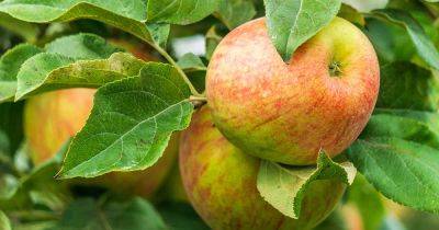 Tips for Growing Honeycrisp Apples - gardenerspath.com - Usa