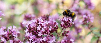 The Best Flowers for Bumblebees - gardenersworld.com - Britain