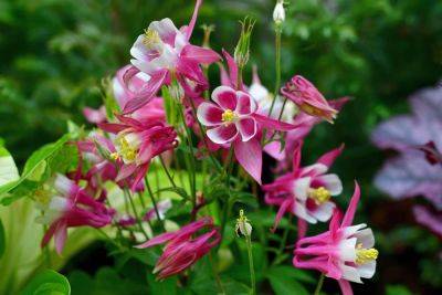 How To Grow And Care For Columbine Plants - southernliving.com