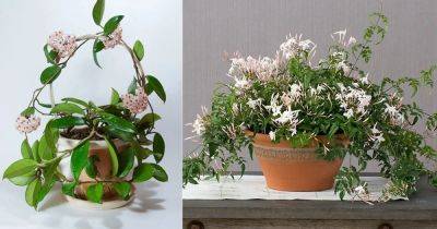 10 Indoor Vines You Can Grow for Fragrance - balconygardenweb.com