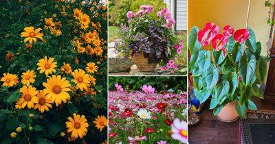 36 Beautiful Mexican Flowers You Must Grow - balconygardenweb.com - Mexico