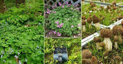 15 Best Wild Edible Plants in Georgia that Also Grow in Garden - balconygardenweb.com - Georgia - county Garden