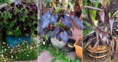8 Best Black Magic Plants for Garden - balconygardenweb.com