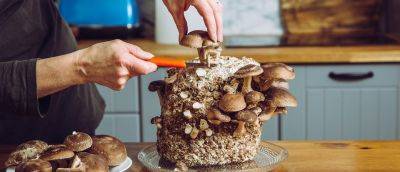 How to Grow Mushrooms - gardenersworld.com