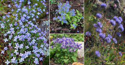 30 Weeds with Blue Flowers - balconygardenweb.com