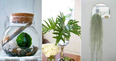 Hate Dirt in Home? Try These Houseplants that Grow Without Soil - balconygardenweb.com