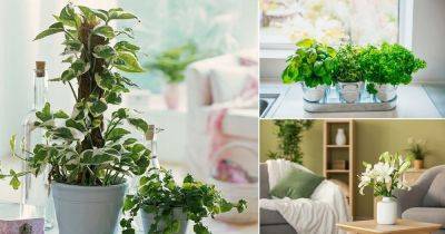 Top Sensory Houseplants for a Stimulating Indoor Garden - balconygardenweb.com