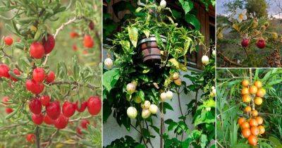 15 Weeds that Look like Tomato Plants - balconygardenweb.com - Usa