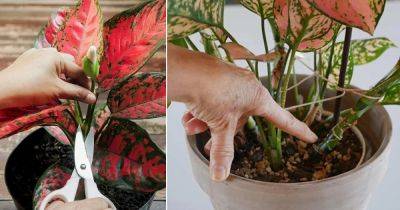 Growing Aglaonema from Stem Cuttings and Branches - balconygardenweb.com - China - Australia - Philippines