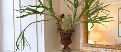 How to Grow and Care for a Staghorn Fern - gardenersworld.com - Australia