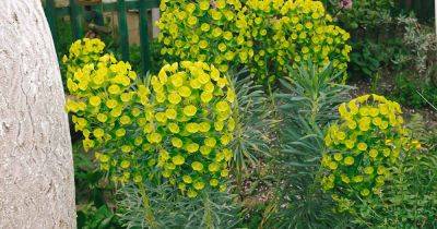 How to Grow and Care for Euphorbia - gardenerspath.com