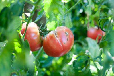 Are Cracked Tomatoes Still Edible? - treehugger.com
