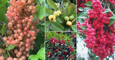 36 Different Types of Pink Fruits to Grow in Garden - balconygardenweb.com - China - county Garden