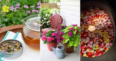 11 Uses and Benefits of Sweet Potato Flowers - balconygardenweb.com