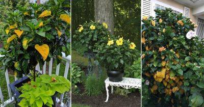 Hibiscus Leaves Turning Yellow | 6 Problems and Solutions - balconygardenweb.com