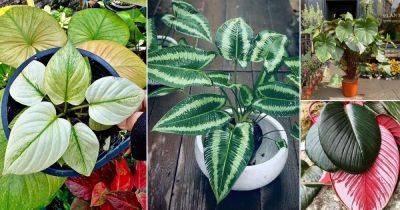 21 Best Types of Homalomena Varieties You Can Grow - balconygardenweb.com - Thailand - Malaysia - Indonesia