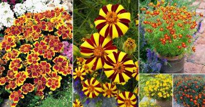 16 Exotic Marigold Varieties | Marigold Flowers Worth Growing - balconygardenweb.com - Usa
