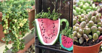 String of Watermelon Plant Care and Growing Tips - balconygardenweb.com - South Africa
