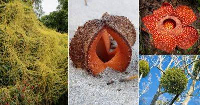 16 Unwanted Plants | Plants that are Parasites - balconygardenweb.com - Usa - Australia