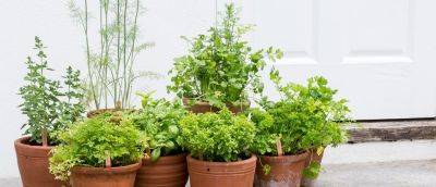 How to Grow Herbs - gardenersworld.com