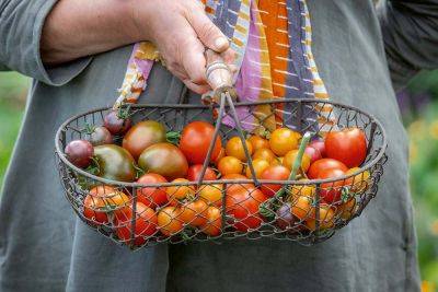Tomato Varieties: Sarah Raven picks some of the best - theenglishgarden.co.uk