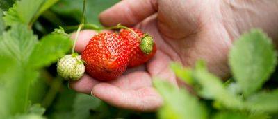 How To Grow Strawberries - gardenersworld.com