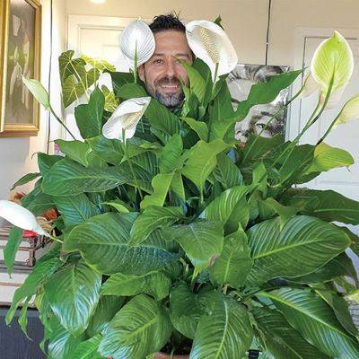 Growing Peace Lily: Care and Unique Cultivars - finegardening.com