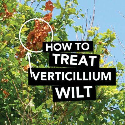 How to Treat Verticillium Wilt - finegardening.com