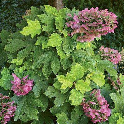 Plants That Are Easy to Grow Even in Challenging Conditions - finegardening.com - Usa