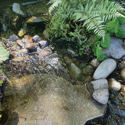 Tips on Cleaning a Water Feature, Defending Plants From Hungry Rabbits, and More - finegardening.com - state Illinois - state Oregon