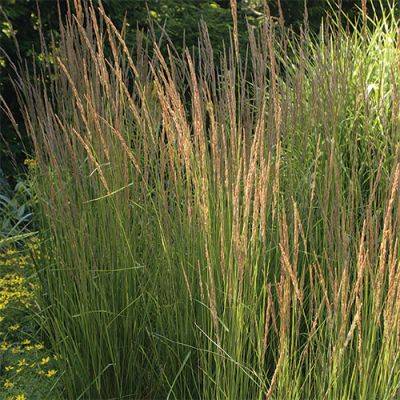 A Guide to Growing Reed Grasses: Best-Performing Varieties and Care - finegardening.com - Usa - Germany - Russia - Sweden - North Korea