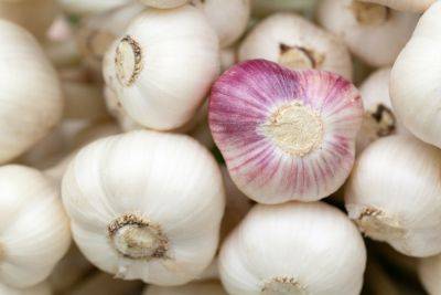 How to grow garlic: easy step-by-step guide - growingfamily.co.uk